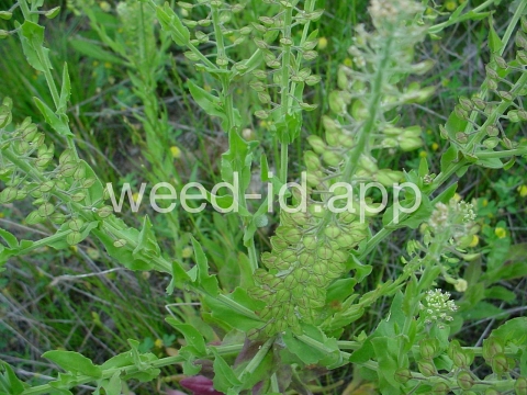 pepperweed, field